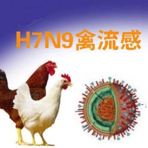 加国爆北美首宗H7N9，女子赴中国旅游返卑诗病发，不会人传人但约1/3不治 ...