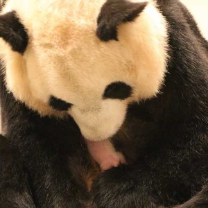 联邦大选冷落了熊猫宝宝，6天大初生熊猫照曝光