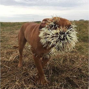 加拿大狗被豪猪扎成刺猬：众人捐款帮助支付兽医费用