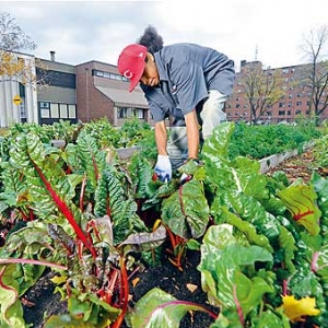 多伦多超市物价飞涨，市府拟将输电塔下土地，租居民助自给自足 ...