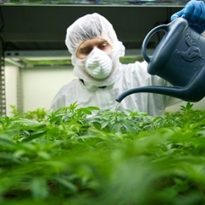 大麻合法化: 加拿大人意见不一，魁北克人最反对