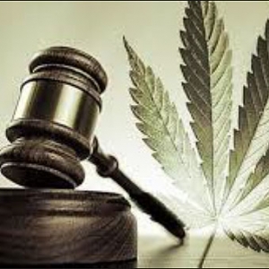 加拿大明年7月1日正式实施大麻合法化，1,150万人将吸食大麻
