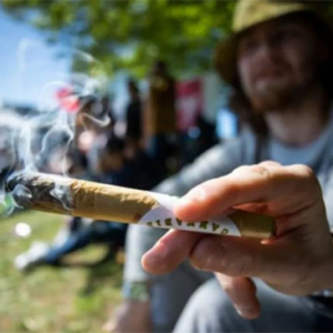 加拿大使用大麻者数量增40％，仅安大略省将有75家大麻店
