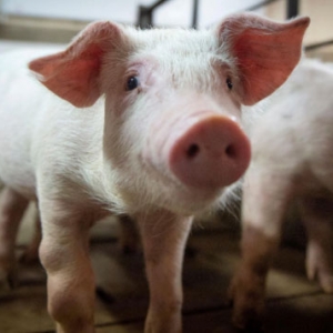 中国不要加拿大猪肉，魁省猪肉商每周损失 6 百万加元