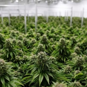 加拿大实行大麻合法化在国际上的负面影响