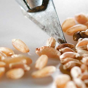 加拿大虽然农业发达，但每年仍进口种子达8.22亿加元