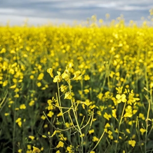 中国恢复采购加拿大油菜籽，卡尼访华后贸易关系现回暖迹象 ...